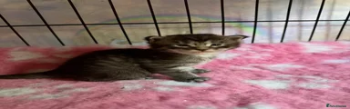 Tabby female SOLD