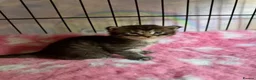 Maine Coon cats for sale: Stunning Maine coon kittens  - Advert 24