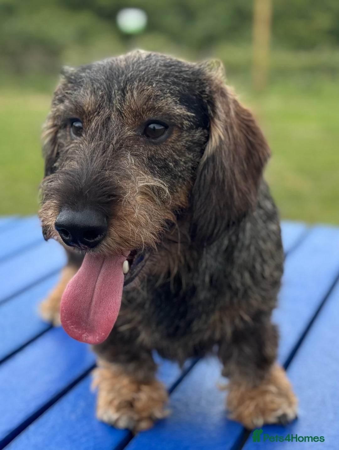 Dachshund dogs for sale: Standard wirehaired (Teckels)  - Image 7