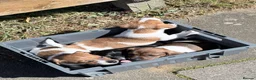 Jack Russell dogs for sale: Jack Russel puppy’s  in Enfield - Advert 9