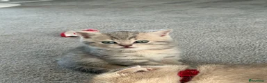Scottish Fold 3