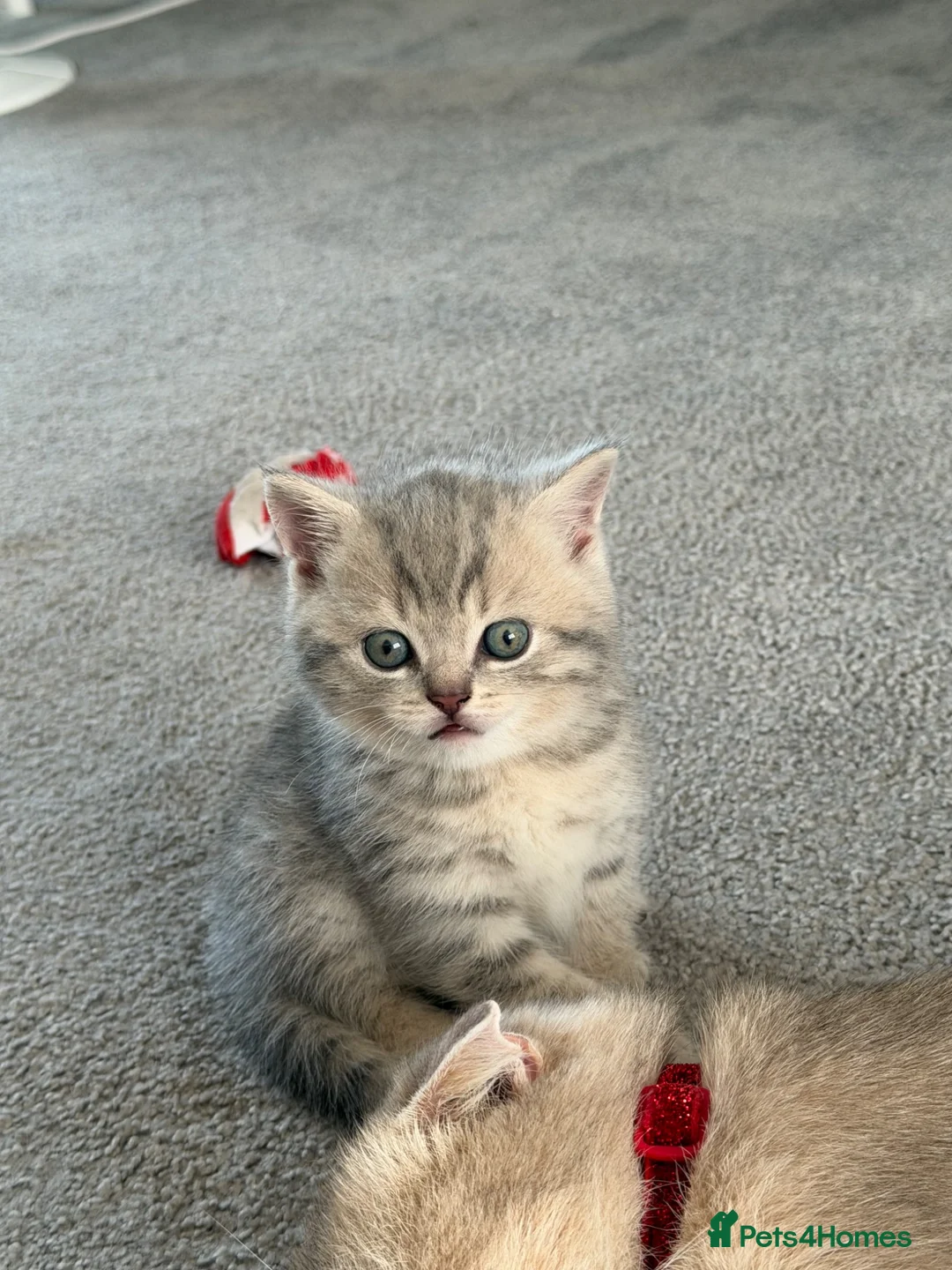 Scottish Fold cats for sale: Full Pedigree Beautiful Scottish Fold Kittens tica - Advert 16