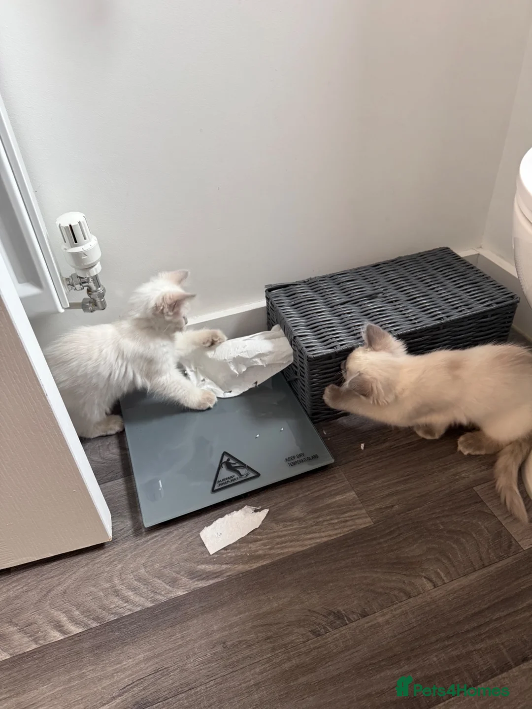 Ragdoll cats for sale: TICA REGISTERED RAGDOLL KITTENS  - Advert 2