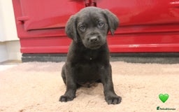 Labrador Retriever dogs for sale: Lovely Labrador Puppies ready next weekend - Image 15