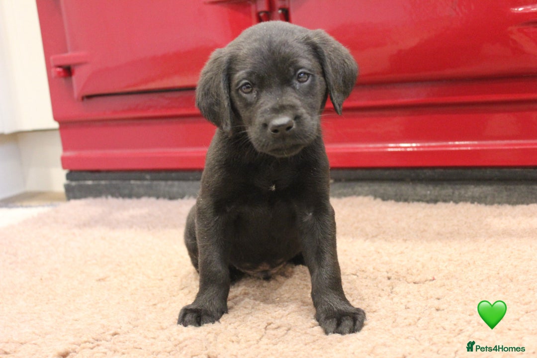 Labrador Retriever dogs for sale: Lovely Labrador Puppies ready next weekend - Image 15