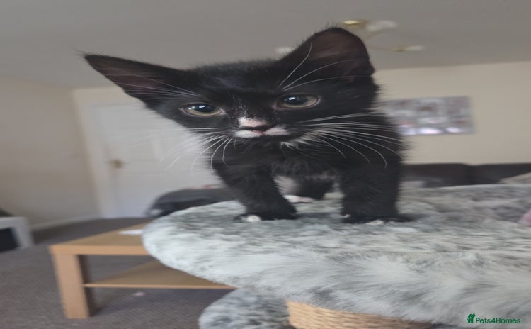 Mixed Breed cats - Advert 4