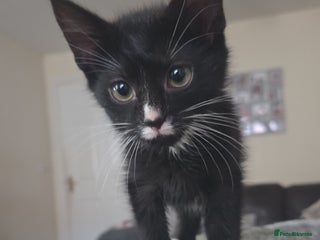 Mixed Breed cats - Advert 33