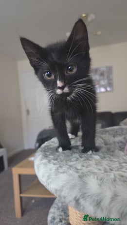 Mixed Breed cats - Advert 4