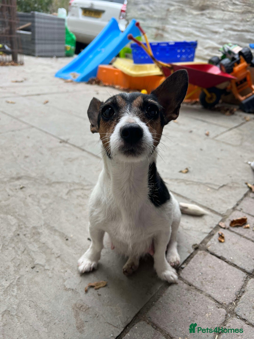 Mixed Breed dogs for sale: Black and Tan Puppies - Image 10