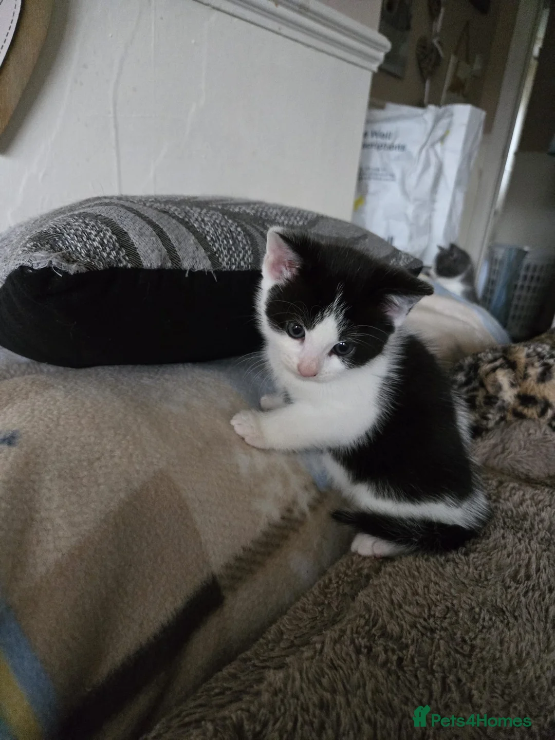 Russian Blue cats for sale: Caroline kittens in Newcastle - Advert 2