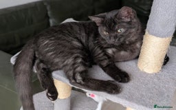 Selkirk Rex cats for sale: 😻 Stunning Selkirk Rex Mix Kittens 😻 - Image 24