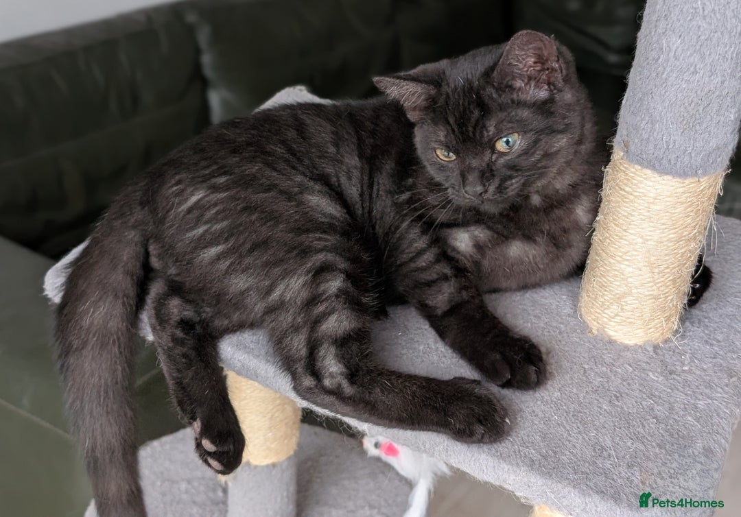 Selkirk Rex cats for sale: 😻 Stunning Selkirk Rex Mix Kittens 😻 - Image 24