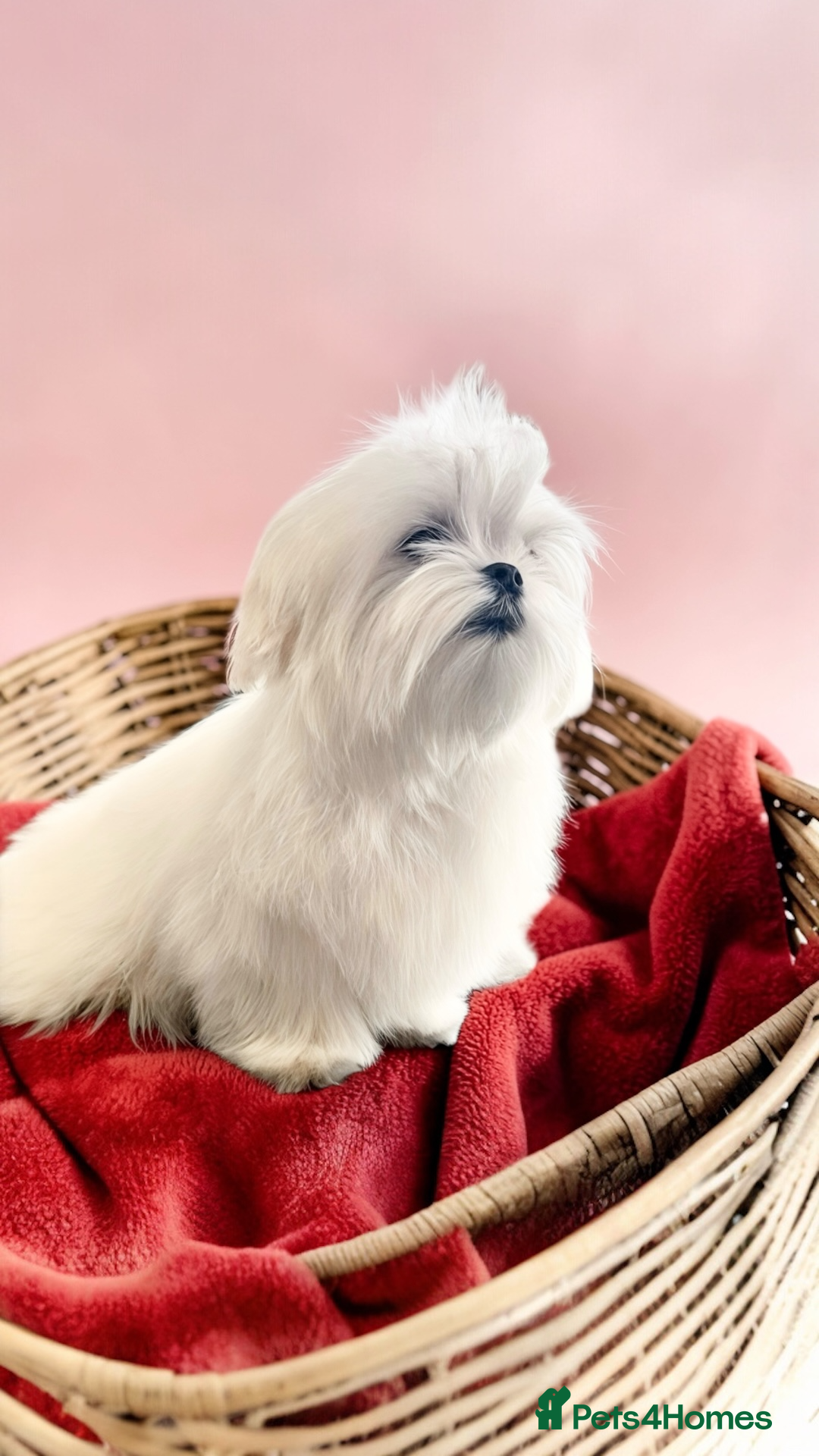 Maltese dogs 💎Last Boy Full Korean Maltese 💎 - Advert 2