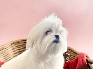 Maltese dogs 💎Last Boy Full Korean Maltese 💎 - Advert 2