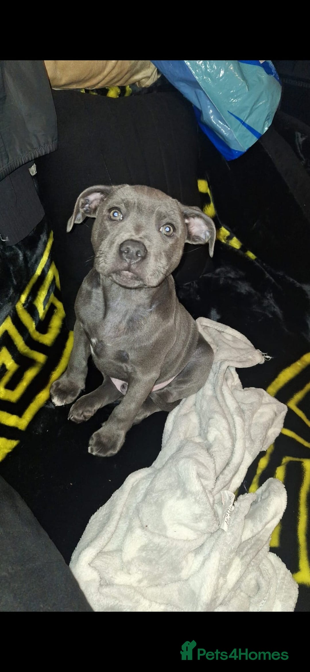 Staffordshire Bull Terrier dogs for stud: **FOR STUD** KC REGISTERED BLUE STAFF BULL TERRIOR - Advert 14