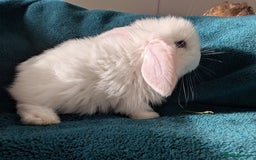 French Lop rabbits for sale: GIANT FRENCH LOPS - Image 6