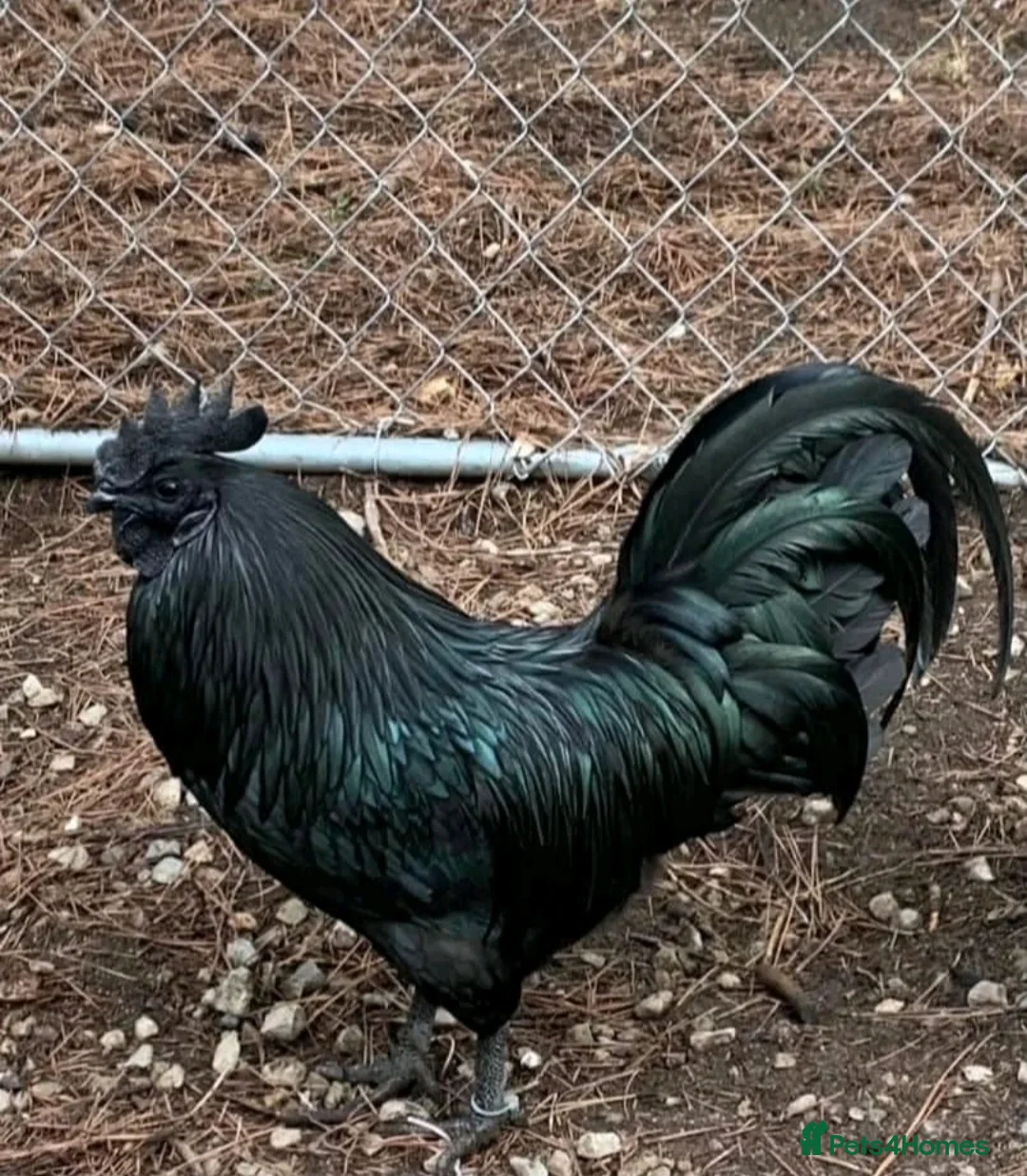 Chickens poultry for sale: 12 x Aayam cemani hatching eggs fast delivery  in Stoke-on-Trent - Advert 1