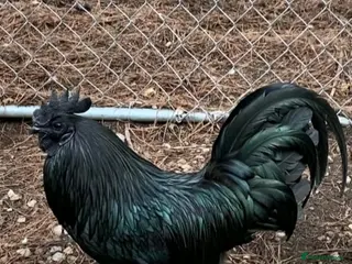 Chickens poultry 12 x Aayam cemani hatching eggs fast delivery - Advert 2