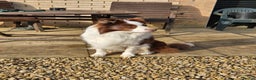 Border Collie dogs for stud: Very handsome 6 Year Old Chocolate & White Collie in Peterborough - Advert 8
