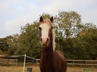 Welsh Section A horses for sale: Welsh sec A Pony 11hh 3yo gelding - Advert 1