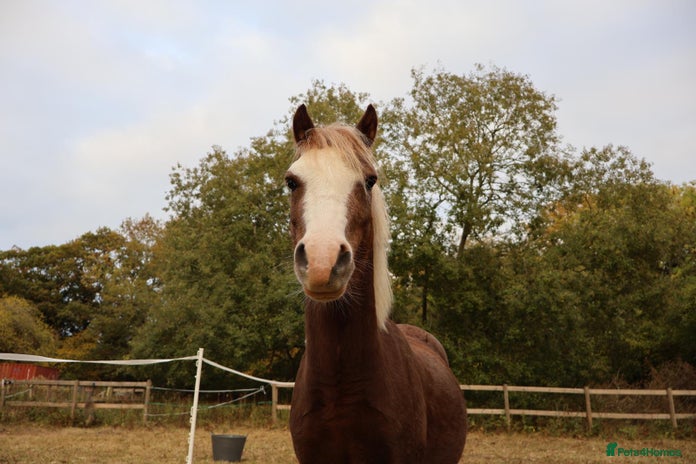 Welsh Section A horses Welsh sec A Pony 11hh 3yo gelding - Advert 1
