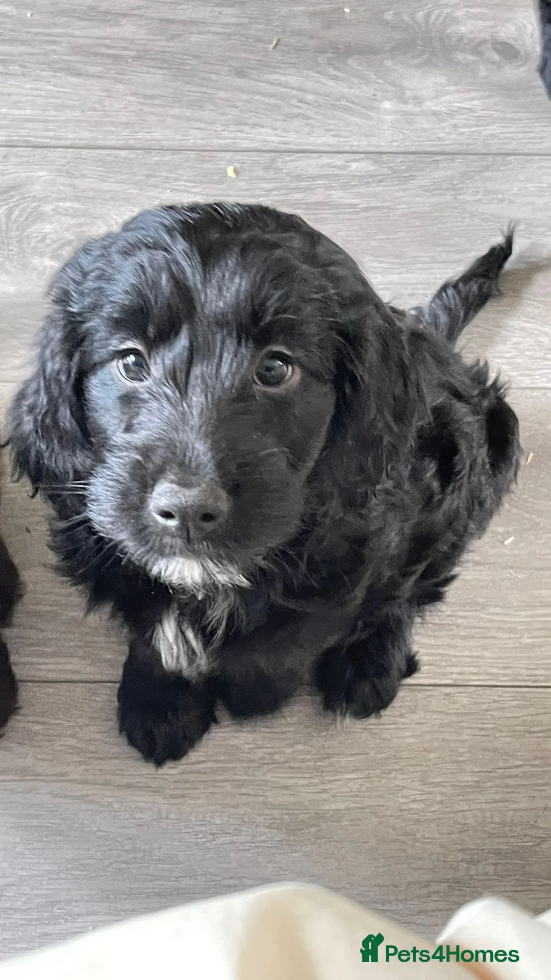 Mixed Breed dogs for sale: Two sprocker poos - Advert 2