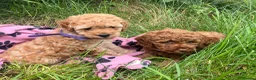 Cavapoochon dogs for sale: Cavapoochon puppies  - Advert 15