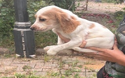 Cocker Spaniel dogs for sale: Ready now Working cocker spaniels 3 left - Image 7