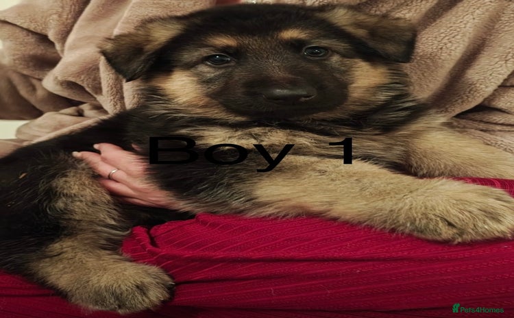 German Shepherd dogs - Advert 1