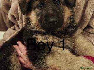 German Shepherd dogs - Advert 5