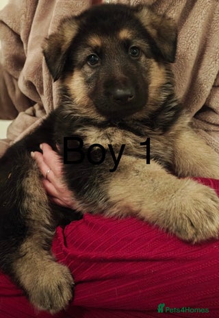 German Shepherd dogs - Advert 1