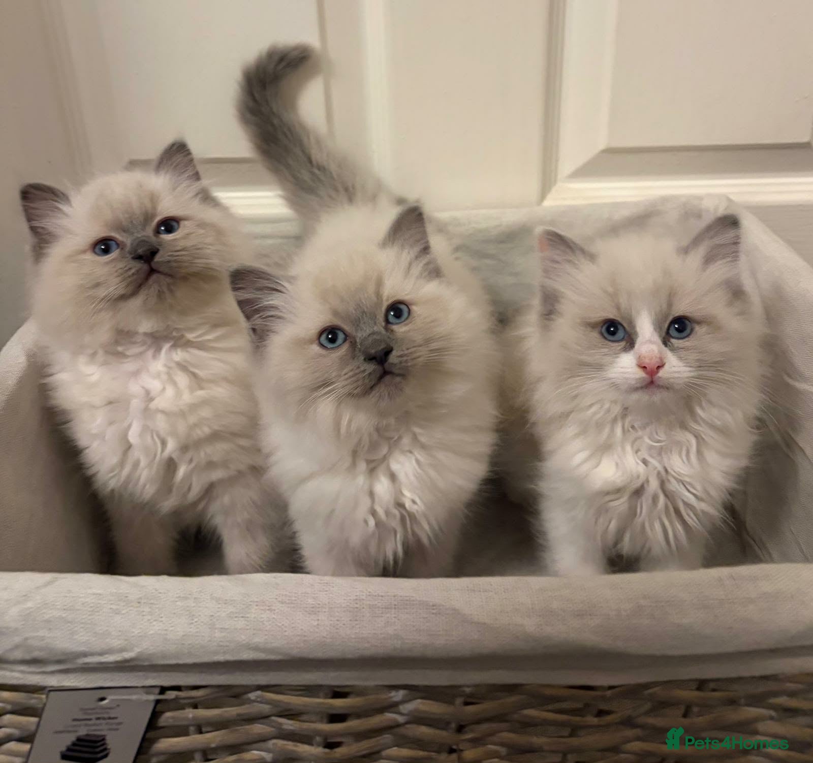 Ragdoll cats 3 GORGEOUS RAGDOLL BOY KITTENS READY NOW - Advert 2