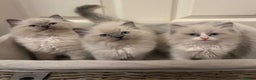 Ragdoll cats for sale: 3 GORGEOUS RAGDOLL BOY KITTENS READY NOW - Advert 1