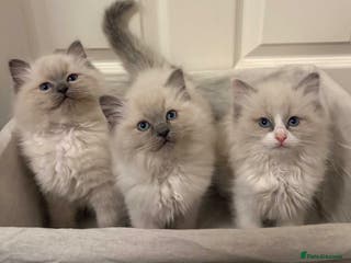 Ragdoll cats 3 GORGEOUS RAGDOLL BOY KITTENS READY NOW - Advert 1
