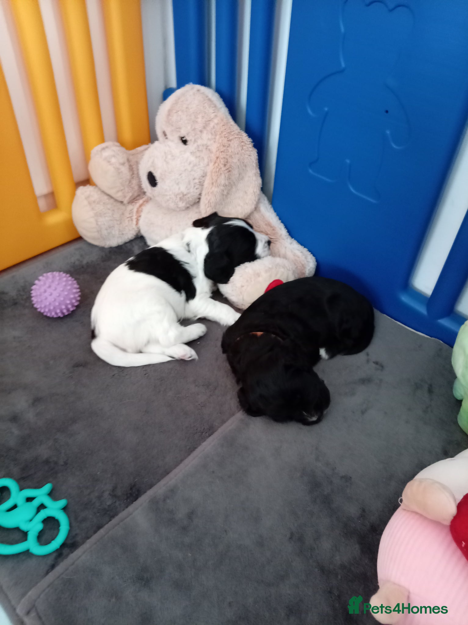 English Springer Spaniel dogs for sale: Springiel spaniel  - Advert 4