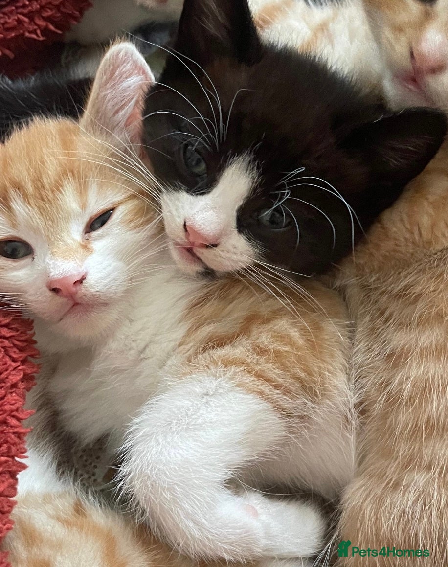 Mixed Breed cats for sale: 2 Cute Kittens  - Advert 12