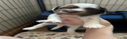 Cockapoo dogs for sale: Beautiful cockapoo puppies - Advert 7