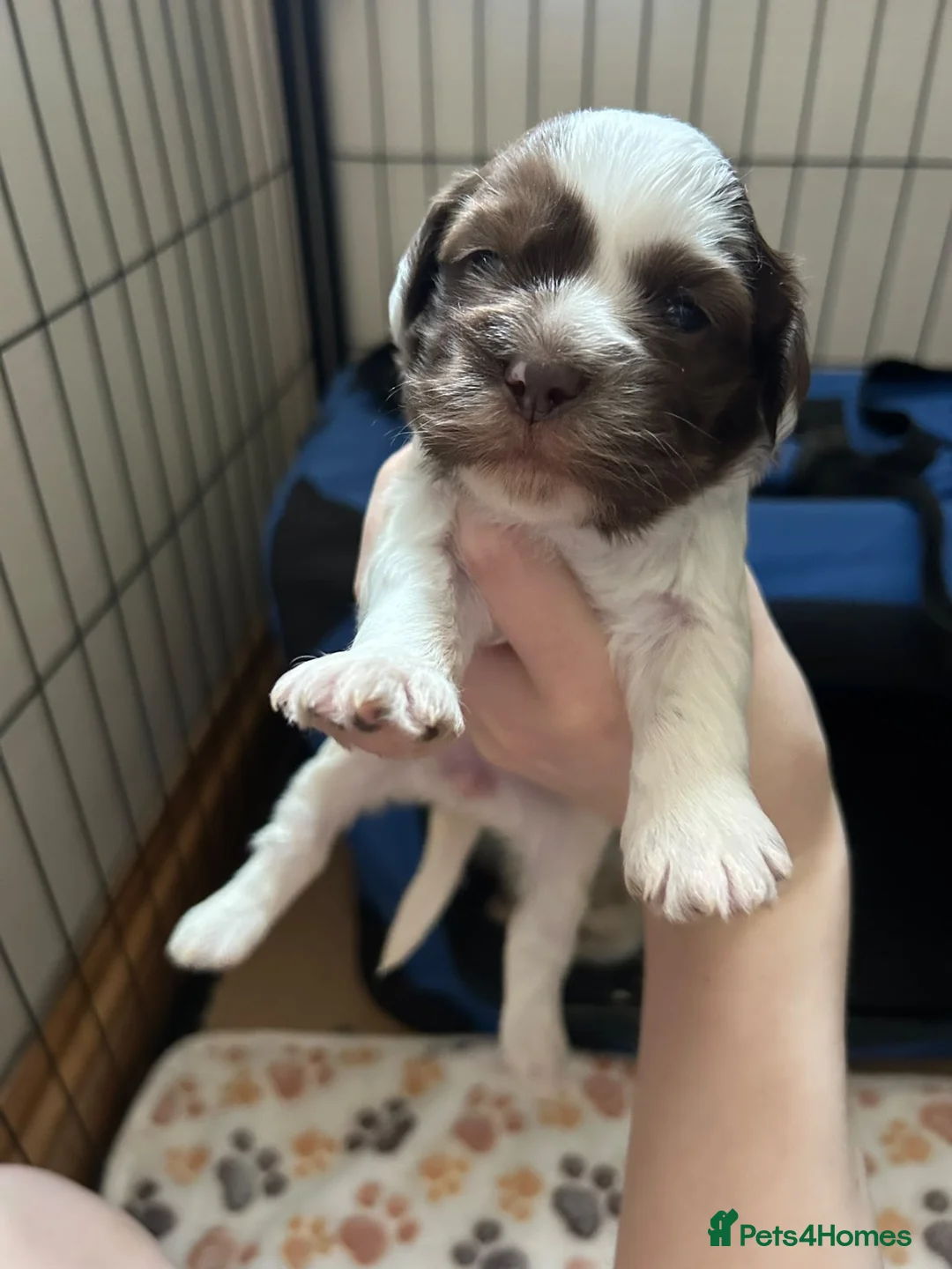 Cockapoo dogs for sale: Beautiful cockapoo puppies - Advert 7