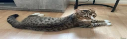 Mixed Breed cats for sale: Lovely 5 month old male kitten  - Advert 4