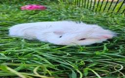 Guinea Pig rodents for sale: Guinea pigs  - Image 15