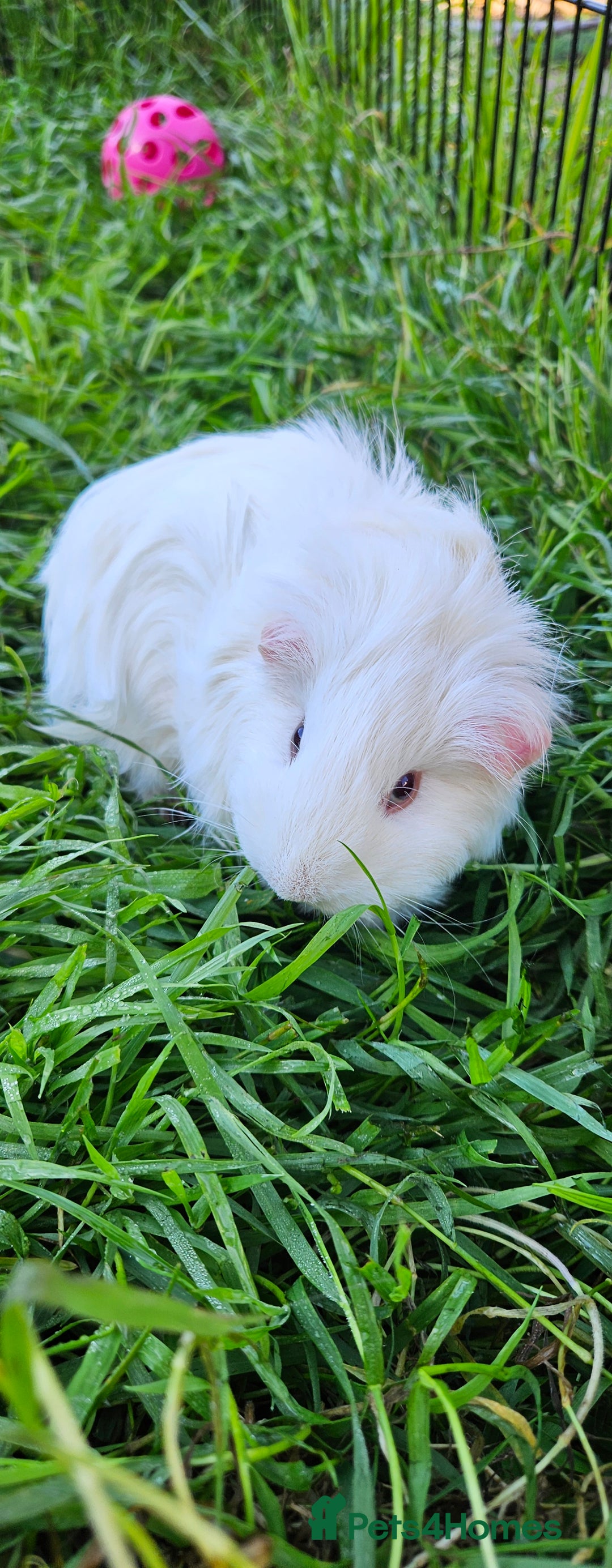 Guinea Pig rodents for sale: Guinea pigs  - Image 15