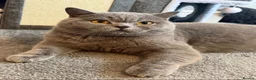 British Shorthair cats for sale: Supreme Champion Line British Shorthair Kittens - Advert 9