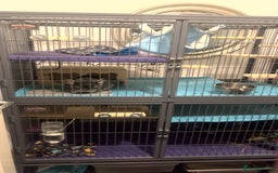 Chinchilla rodents for sale: Male Chinchilla pair with ferret nation cage - Advert 4