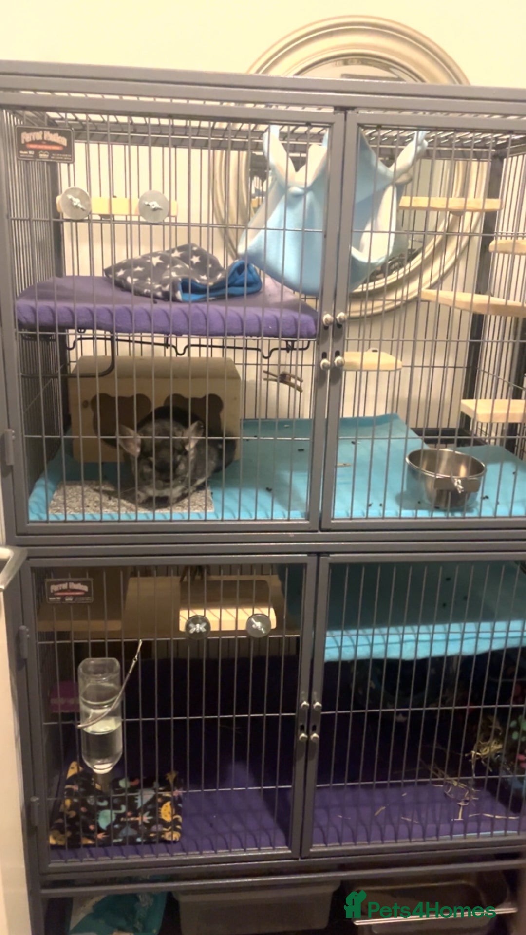 Chinchilla rodents for sale: Male Chinchilla pair with ferret nation cage - Advert 4