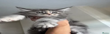 Maine Coon Kitten 5