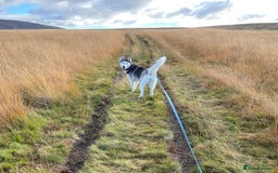 Siberian Husky dogs for sale: BEAUTIFUL SIBERIAN HUSKIES  - Image 11
