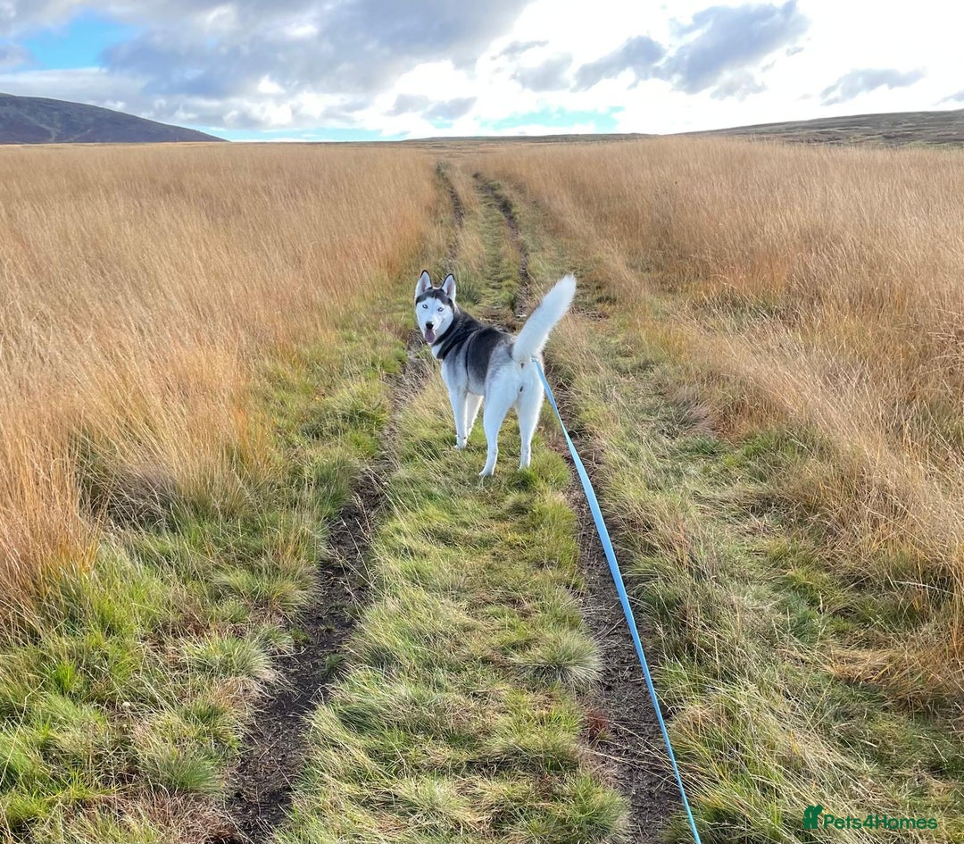 Siberian Husky dogs for sale: BEAUTIFUL SIBERIAN HUSKIES  - Image 11