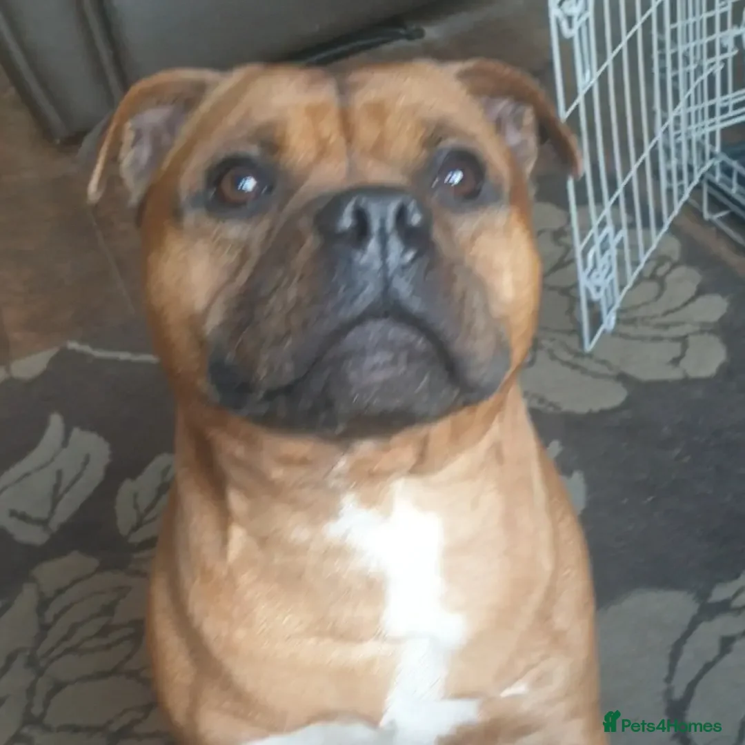Staffordshire Bull Terrier dogs for stud: 🥨CHIEF CHAMPION SIRED.🥨🏆  in Rochdale - Advert 7