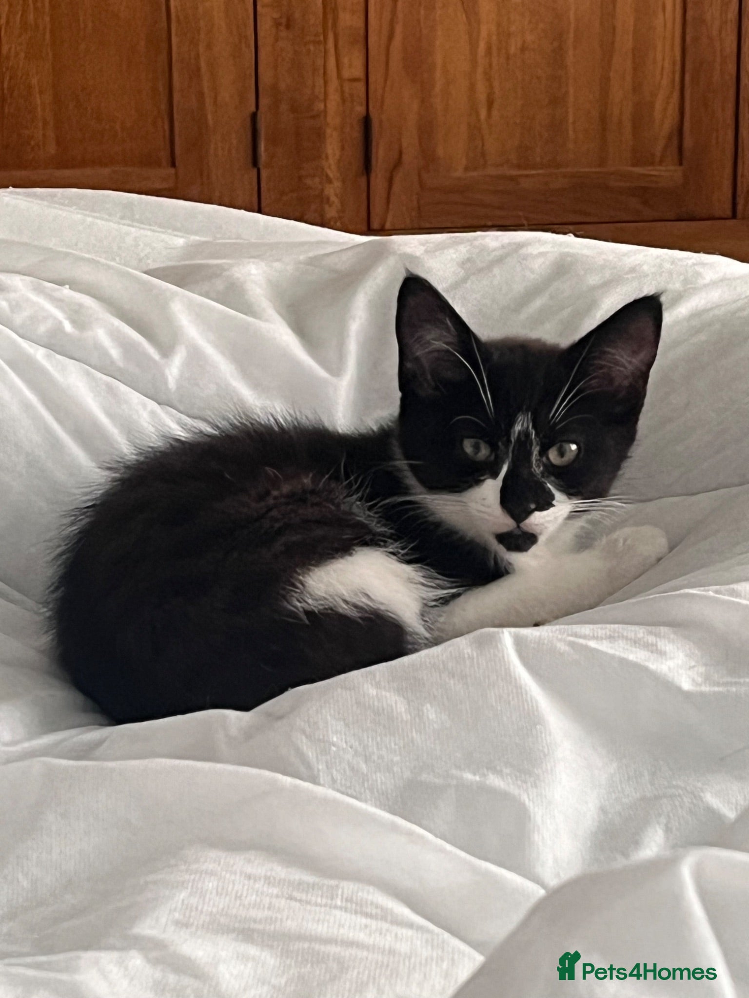 Mixed Breed cats Black and black&white female kittens - Advert 2