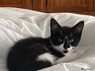 Mixed Breed cats Black and black&white female kittens - Advert 14